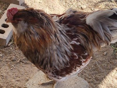 bok bok our rooster