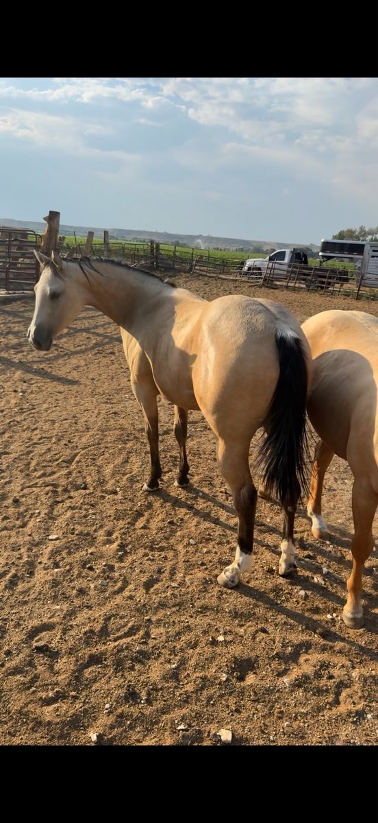 Yearling filly