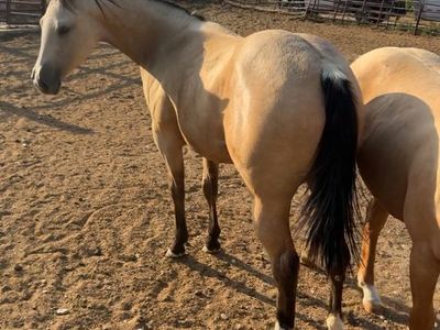 Yearling filly