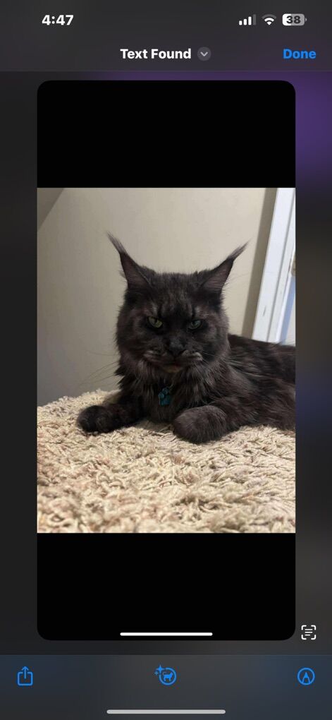 Future European Maine Coon Kittens