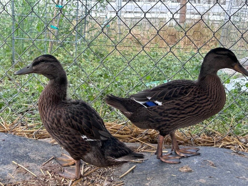 Cleopatra and Antony the Duckling Duo
