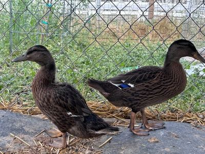 Cleopatra and Antony the Duckling Duo