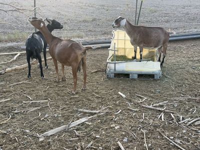 12 goats for sale
