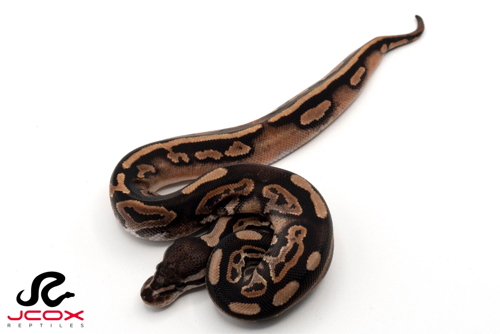 Male Black Pastel het DG het Pied