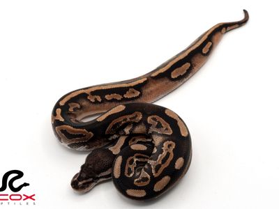 Male Black Pastel het DG het Pied