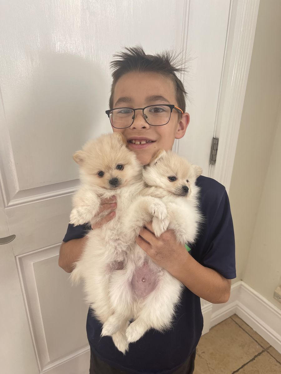 Pure Bred Pomeranian Puppies