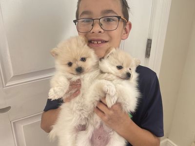 Pure Bred Pomeranian Puppies