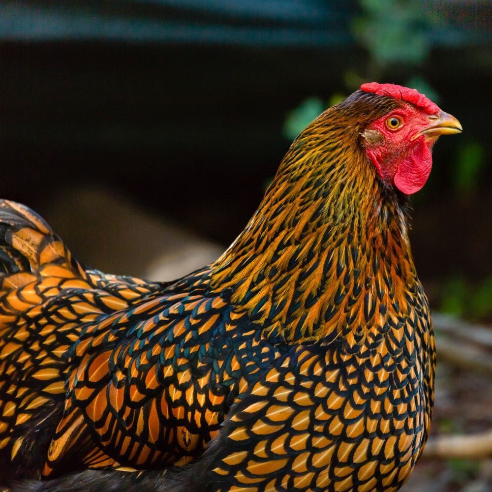 9 Mature egg-laying chickens/hens