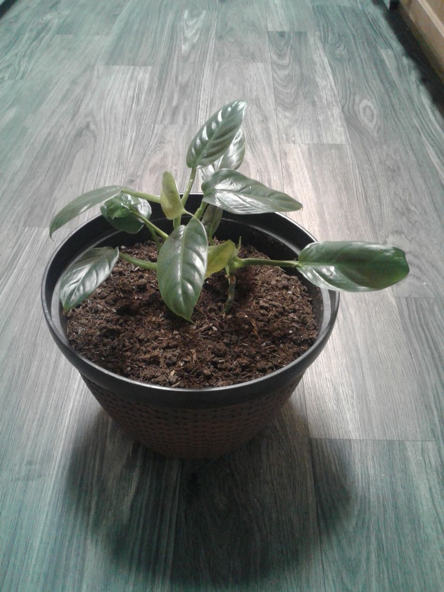 Philodendron Plant in Nice Large Planter