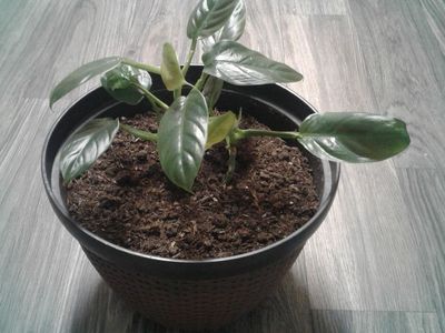 Philodendron Plant in Nice Large Planter