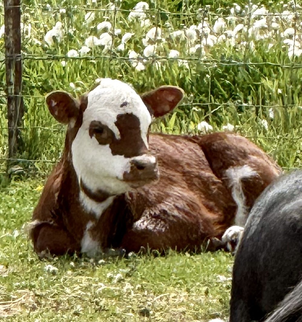 Mini Dexter/Hereford calf