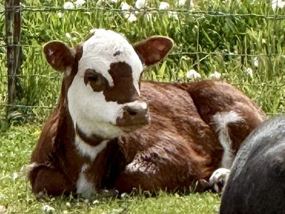 Mini Dexter/Hereford calf