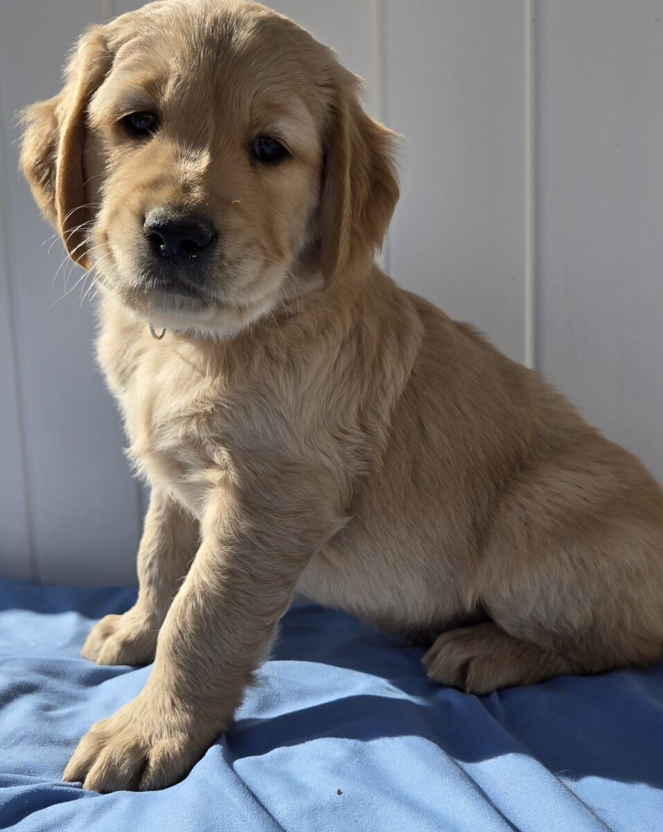AKC Golden Retriever Puppies Ready February 27th
