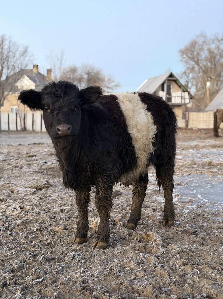 Replacement Belted Heifer