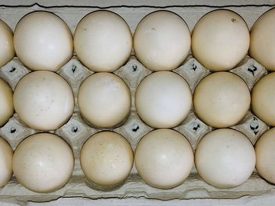 FREE Range Duck Eggs