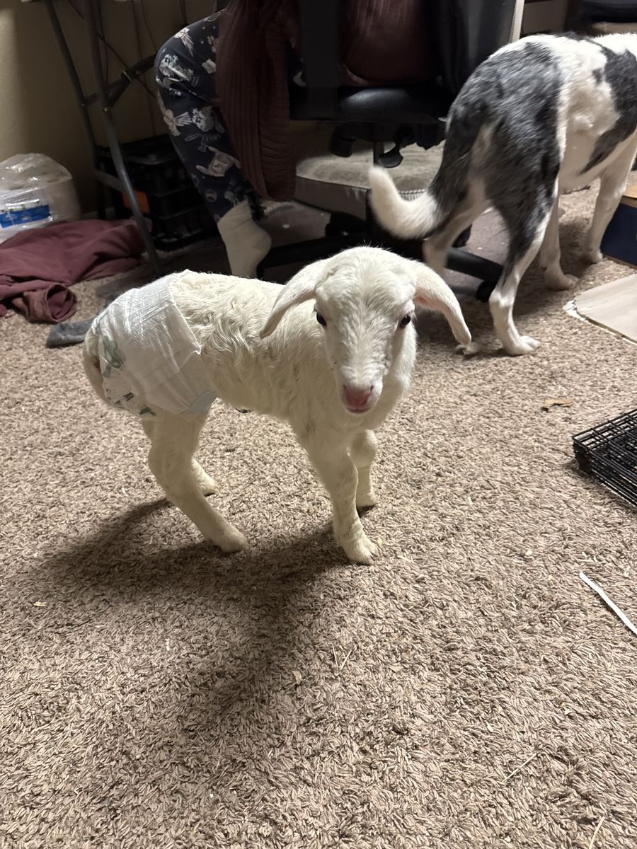 Bottle Lamb - hair Sheep Katahdin