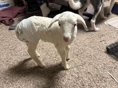 Bottle Lamb - hair Sheep Katahdin