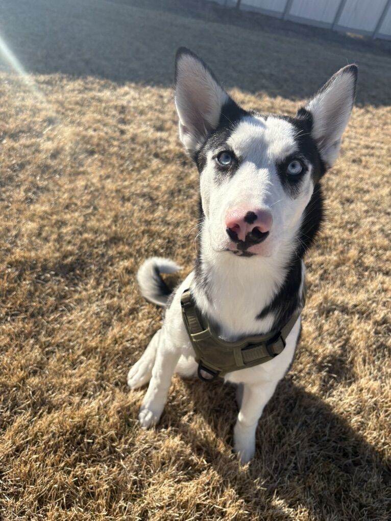 5 Month Old Husky