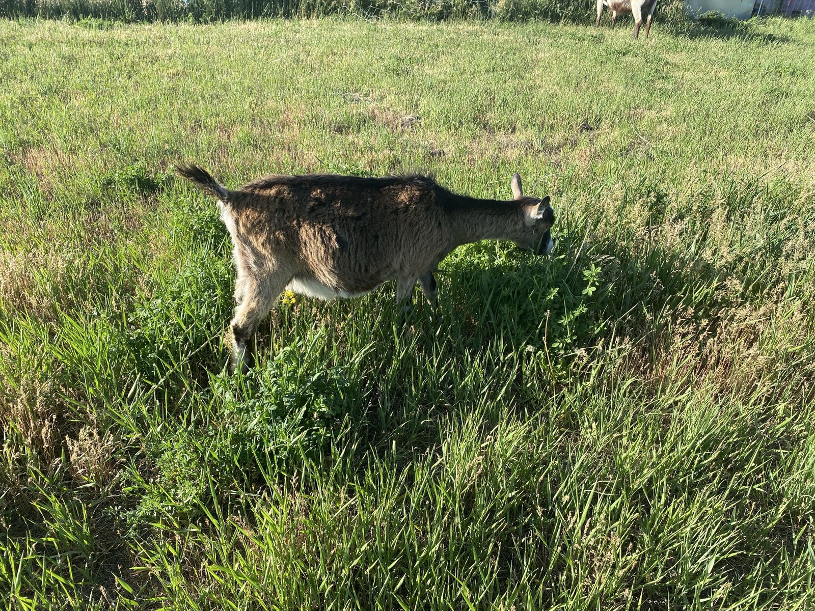 Yearling Alpine Doe