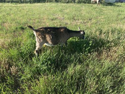 Yearling Alpine Doe