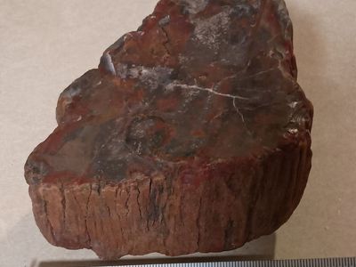 petrified wood