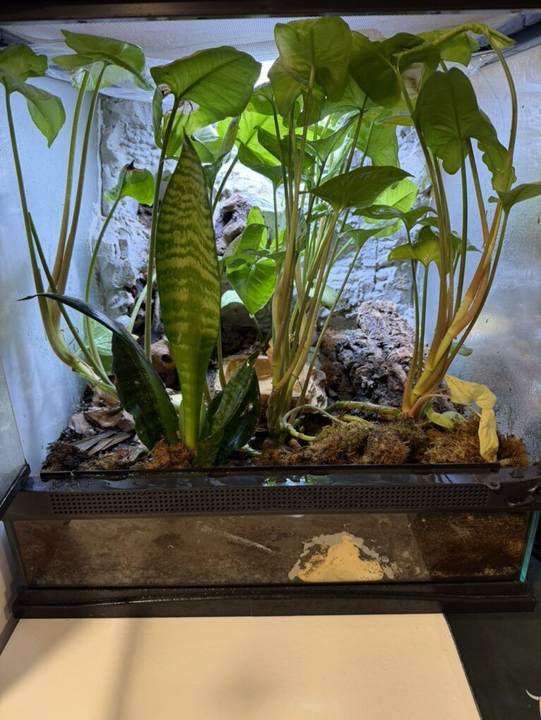 Red Eyed Tree Frogs And Bioactive Enclosure