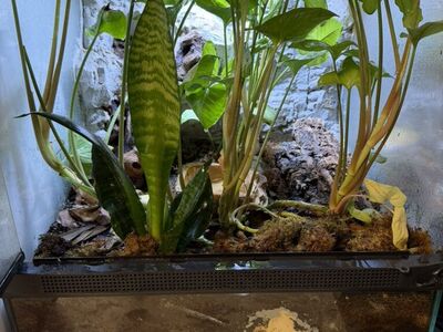 Red Eyed Tree Frogs And Bioactive Enclosure