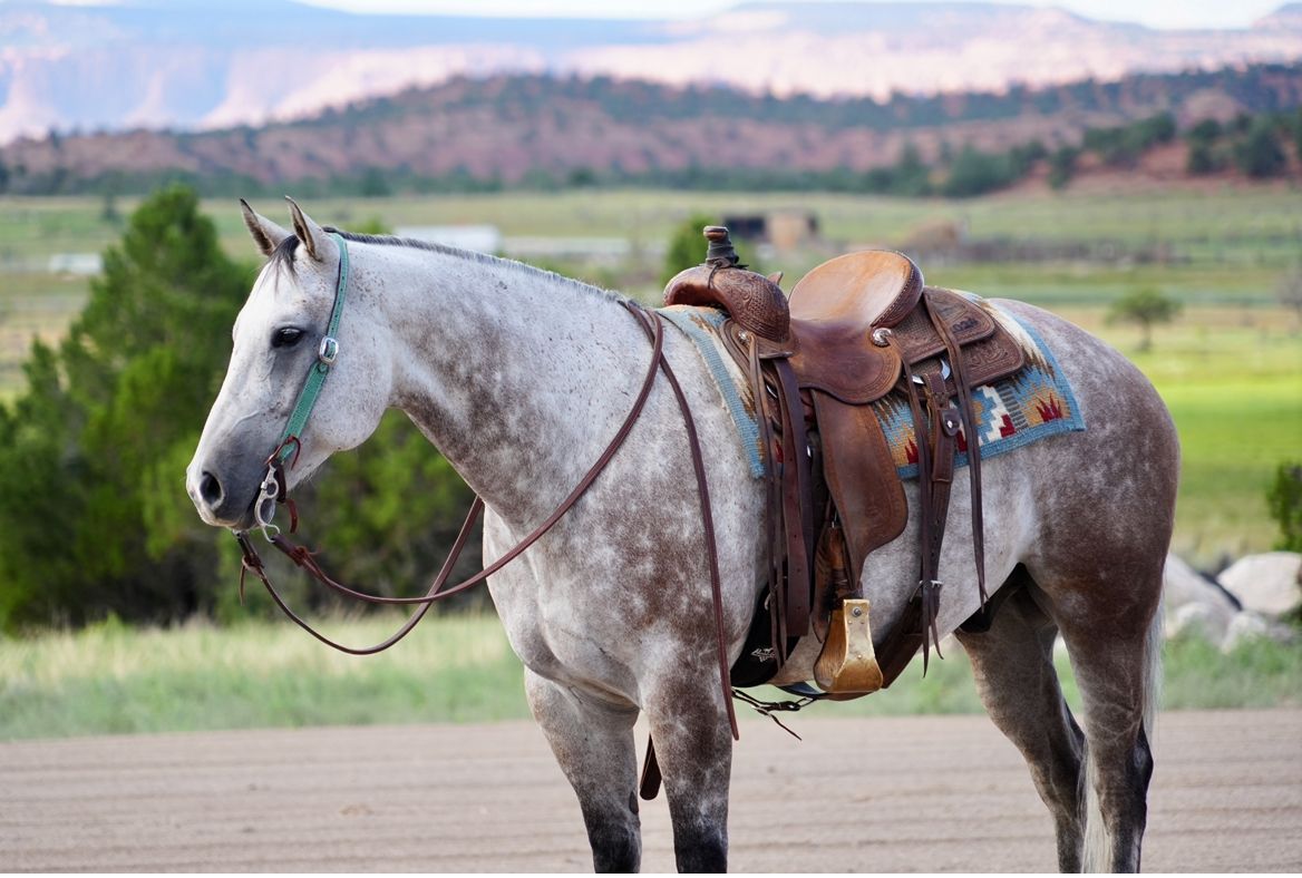 Gun Shy Freckles 2019 AQHA Gelding