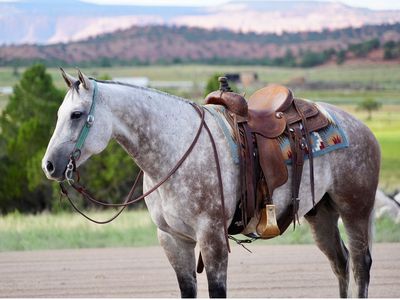 Gun Shy Freckles 2019 AQHA Gelding