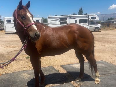 Breakaway, barrel, pole, head and heel horse