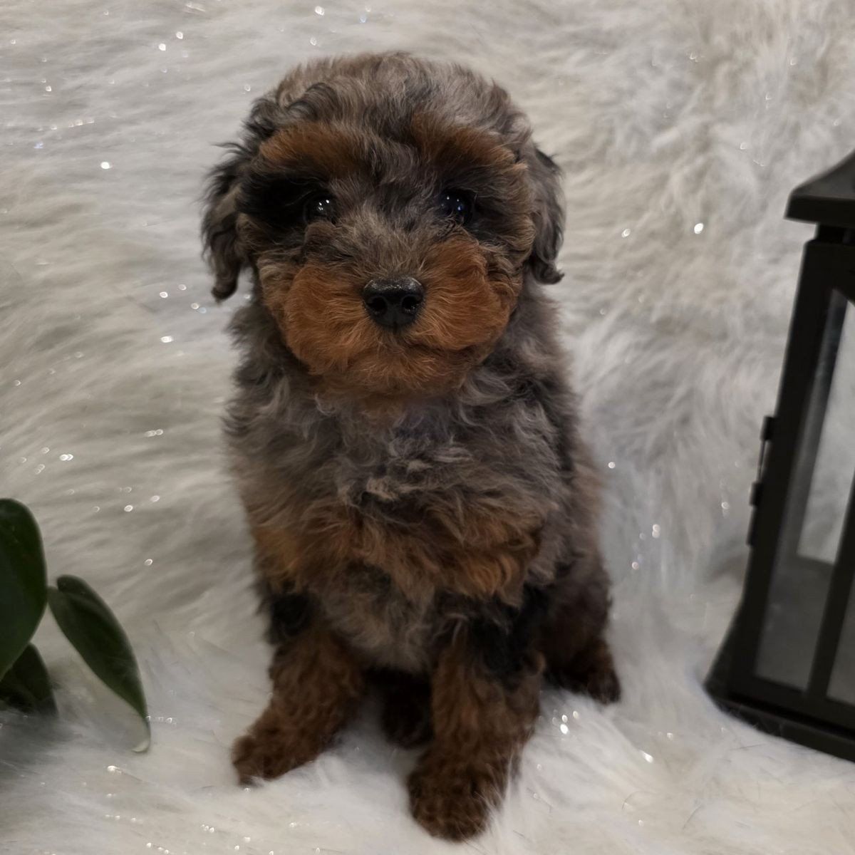 AKC Toy Poodle, Doodle,  Bernedoodle