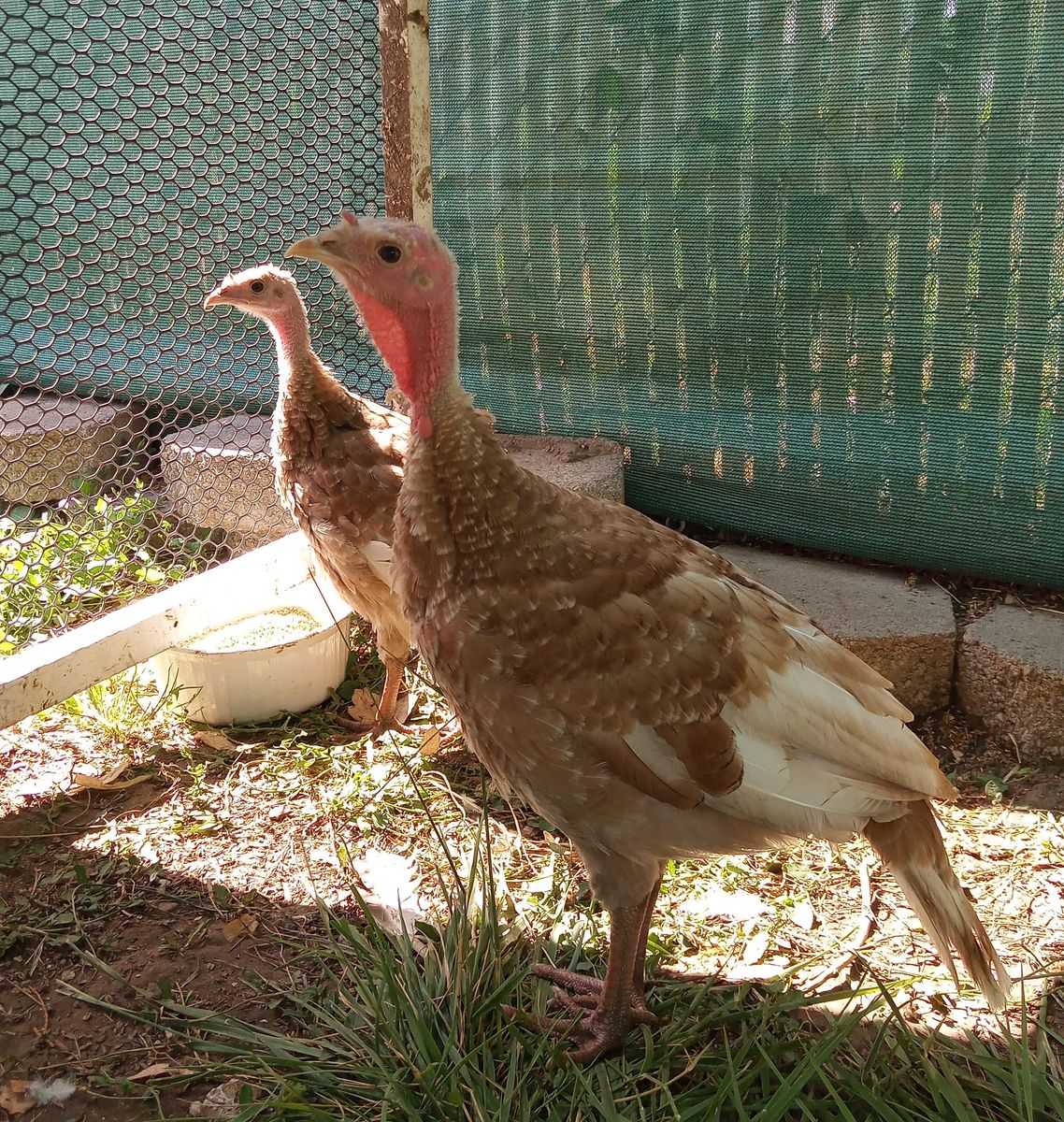 Three Bourbon Red Heritage Poults