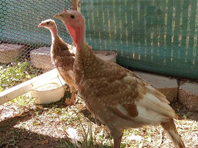 Three Bourbon Red Heritage Poults