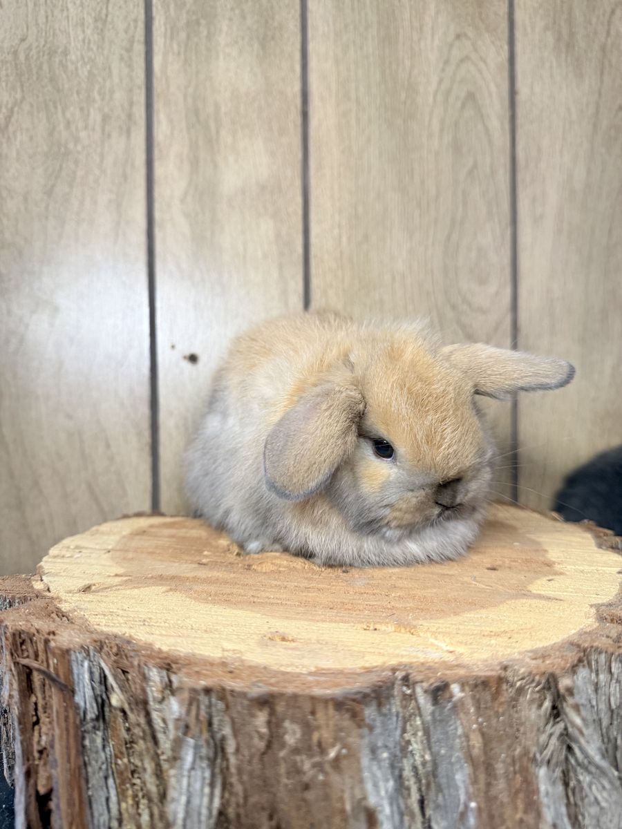 Holland Lop Babies