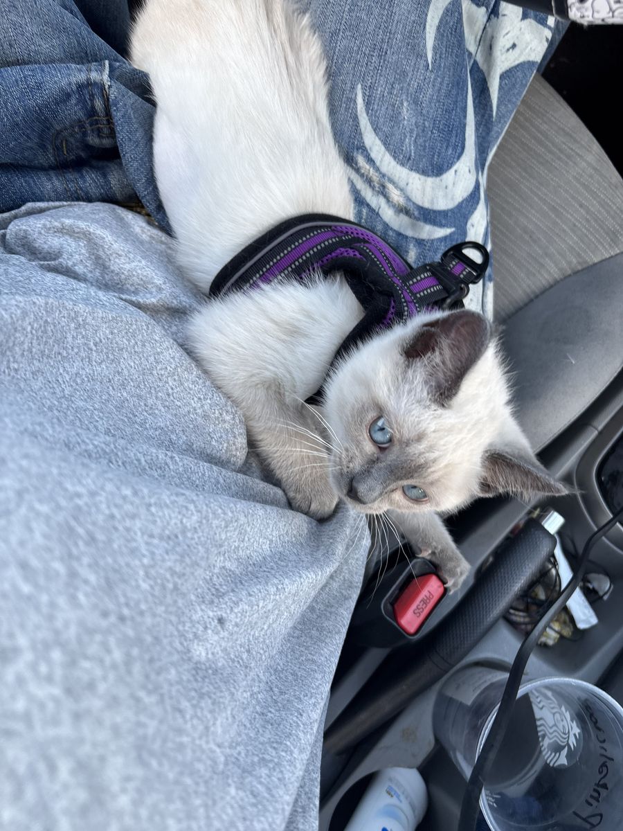 4 month old kitten rehoming