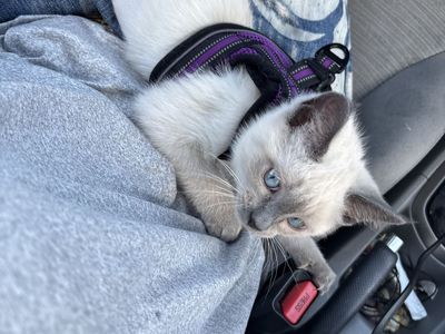 4 month old kitten rehoming