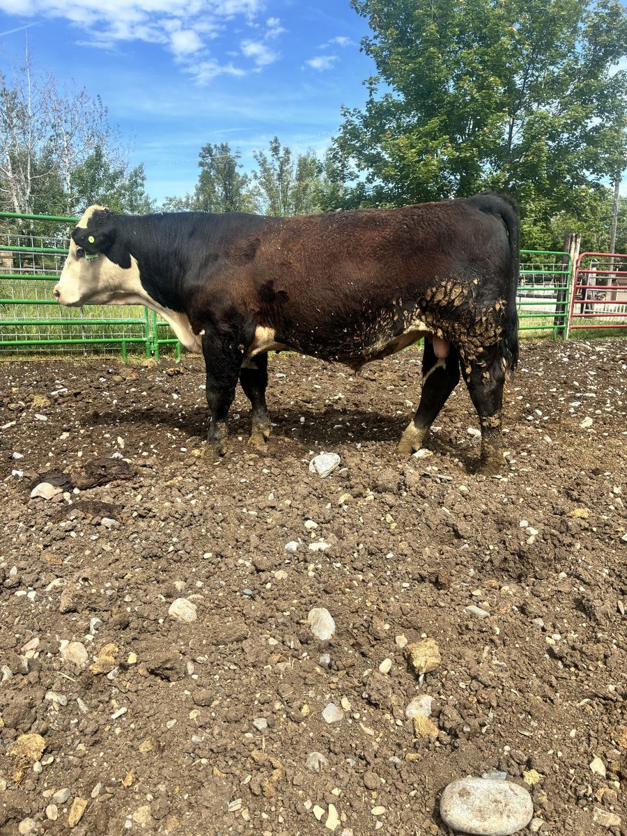 POLLED YEARLING BLACK HEREFORD BULL ID 218