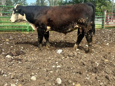 POLLED YEARLING BLACK HEREFORD BULL ID 218