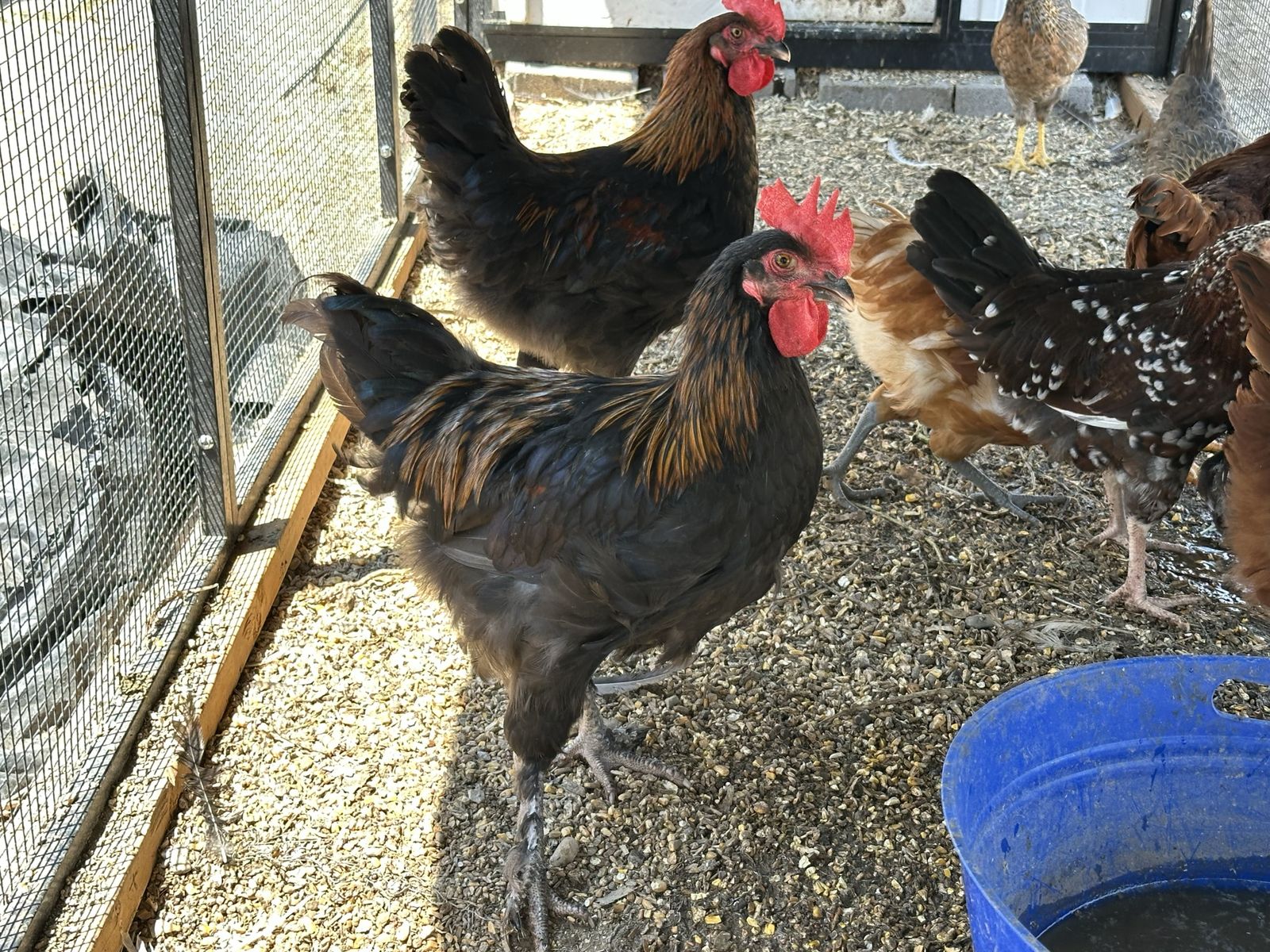 Free Roosters