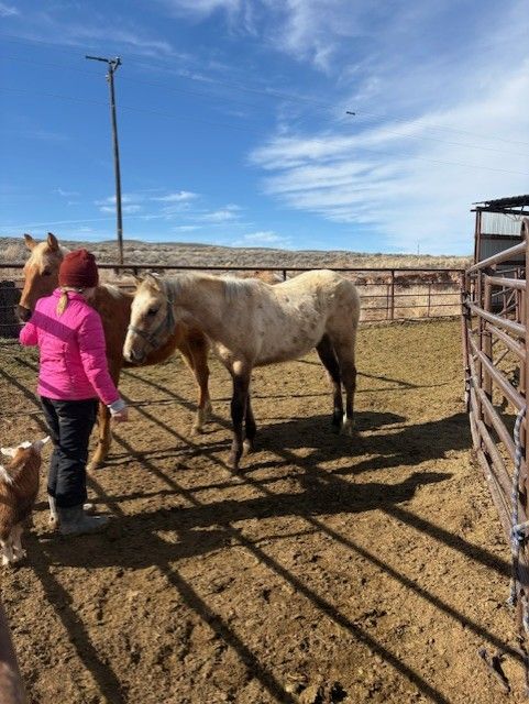 2025 Dun 1/4 Draft Horse Colt
