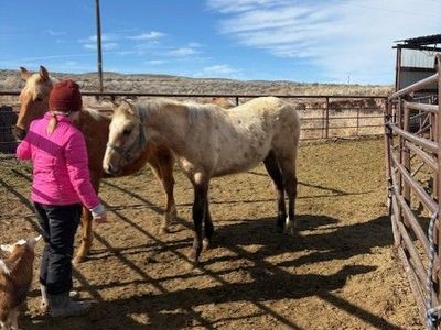 2025 Dun 1/4 Draft Horse Colt