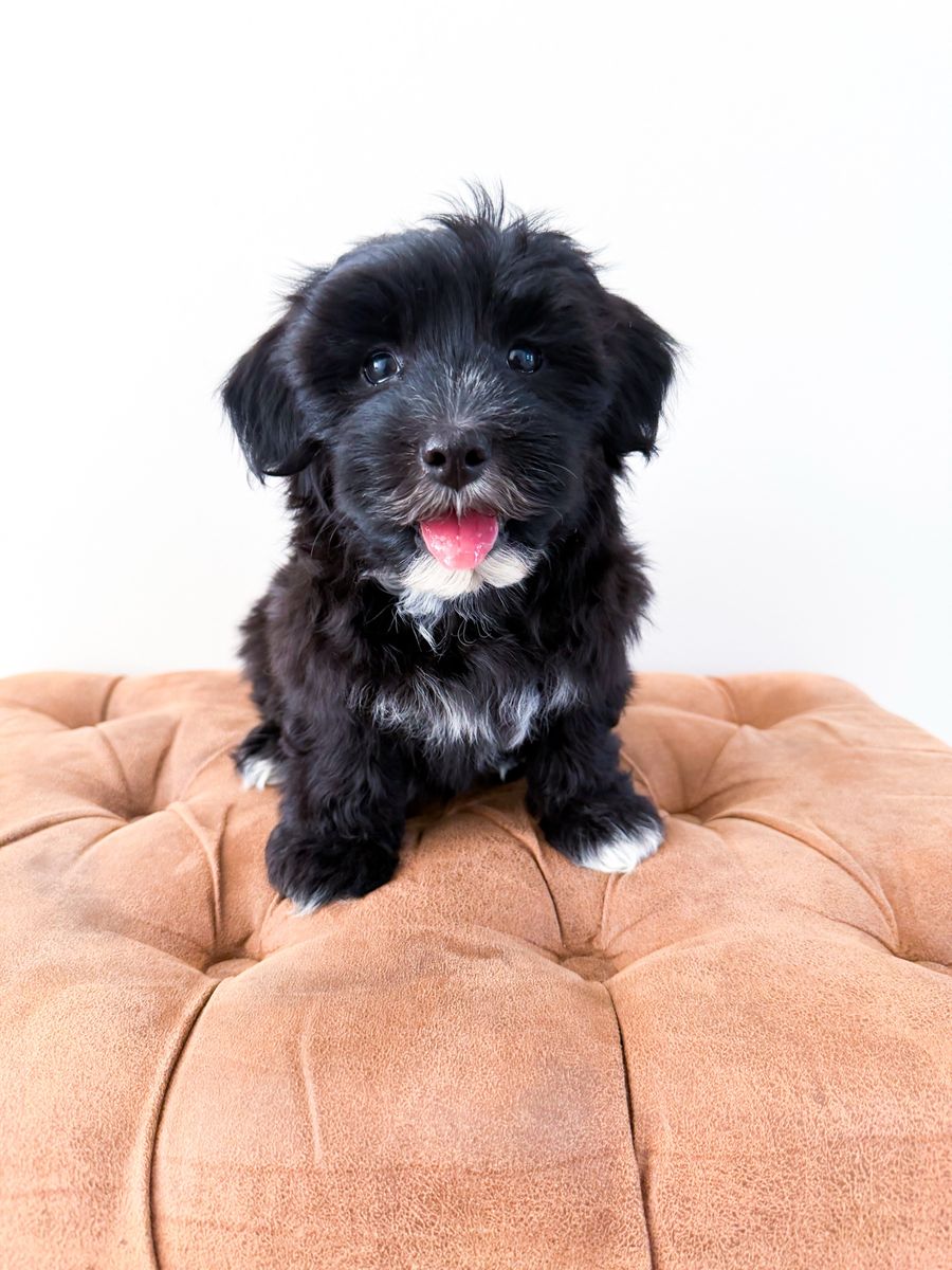 Coton de Tulear - like Havanese, Shih Tzu, Schnauzer, Yorkie, ESA/Therapy potential, Hypoallergenic