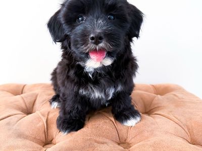 Coton de Tulear - like Havanese, Shih Tzu, Schnauzer, Yorkie, ESA/Therapy potential, Hypoallergenic