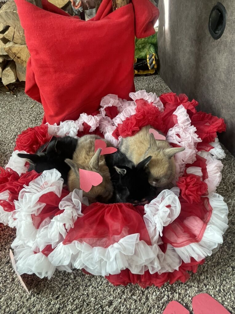 Valentine Sweet Hearts