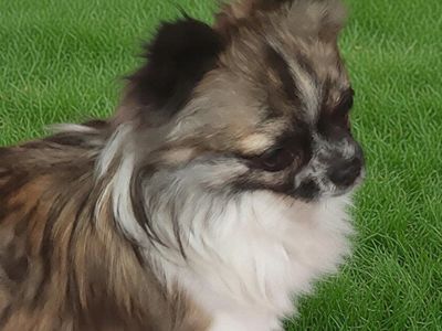 Chihuahua Puppy and Adult Dogs Available