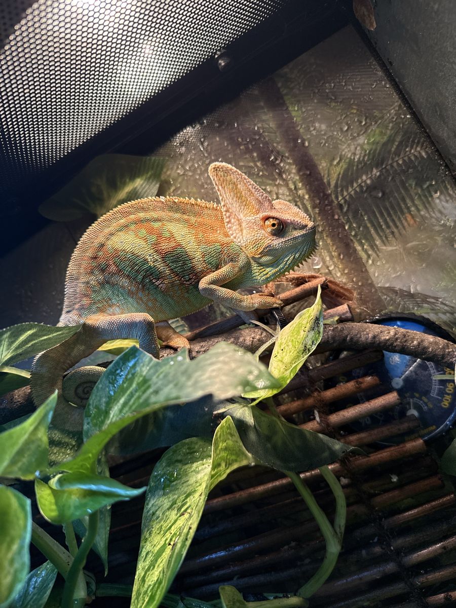 Male Veiled Chameleon, 8-9 Months Old with Full Enclosure & Accessories