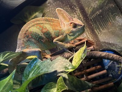 Male Veiled Chameleon, 8-9 Months Old with Full Enclosure & Accessories