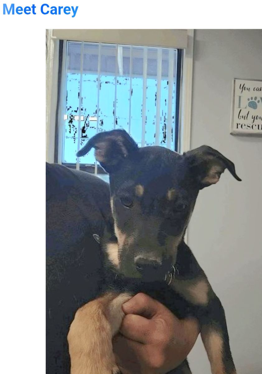 Carey, 7 month old kelpie mix looking for a home