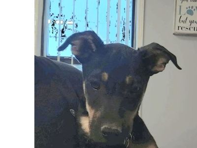 Carey, 7 month old kelpie mix looking for a home