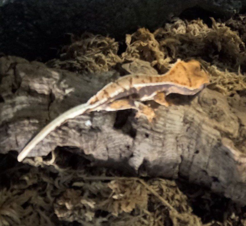Lilly White Crested Gecko